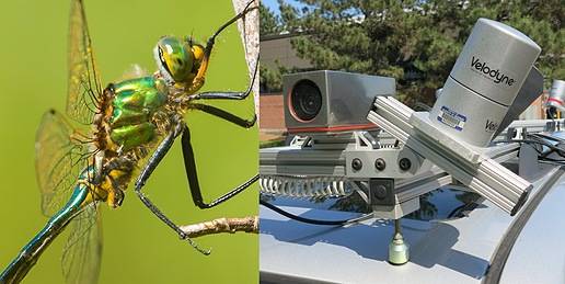 用蜻蜓复眼“透视”汽车自动驾驶技术 
